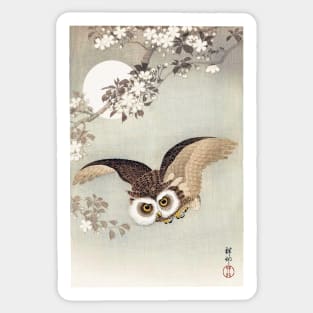 Scops Owl in flight, with cherry blossoms Sticker